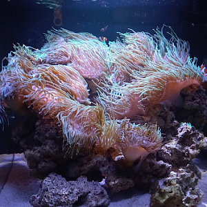 Clownfish and anemone - São Paulo aquarium
