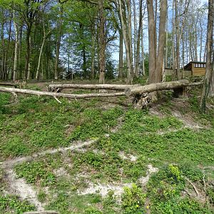Spectacled bear (Tremarctos ornatus) and bush dogs (Speothos venaticus) exhibit