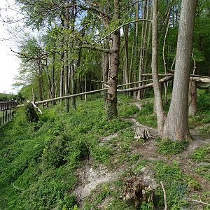 Spectacled bear (Tremarctos ornatus) and bush dogs (Speothos venaticus) exhibit