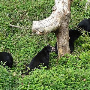 Spectacled bear (Tremarctos ornatus)