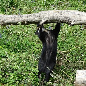 Spectacled bear (Tremarctos ornatus)