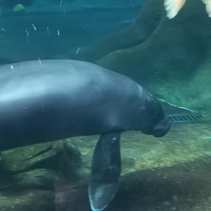 "Tapajos" - Amazonian manatee - São Paulo aquarium