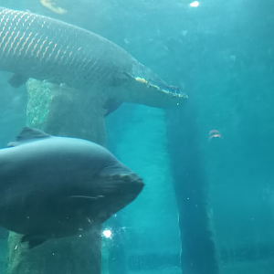 Amazonian Giants - São Paulo aquarium