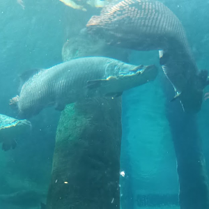 Amazonian Giants - São Paulo aquarium