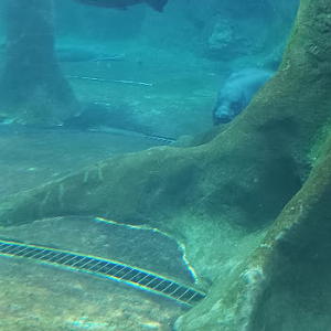Amazonian Giants - São Paulo aquarium