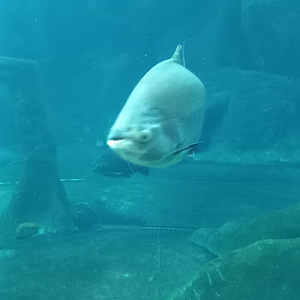 Pacu - São Paulo aquarium