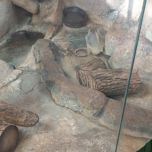 Southern tamandua - São Paulo aquarium