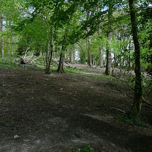 Arctic wolf (Canis lupus arctos) exhibit