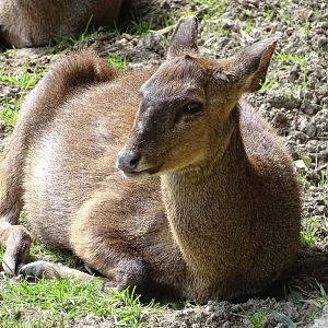 Hog deer