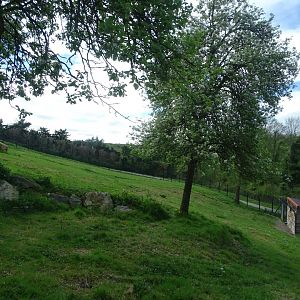 Sudan cheetah exhibit