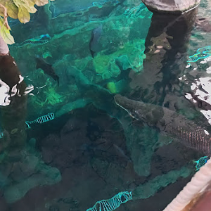 Overview from the Amazonian giants tank - São Paulo aquarium