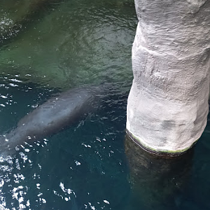 Overview from the Amazonian giants tank - São Paulo aquarium