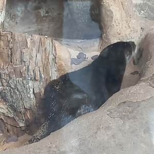 Neotropical otter - São Paulo aquarium