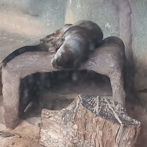 neotropical otter - São Paulo aquarium