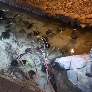 Sliders - São Paulo aquarium