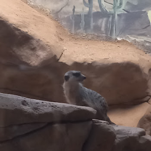 Meerkat - São Paulo aquarium