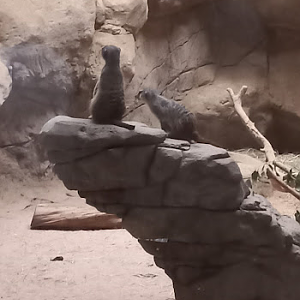 Meerkats - São Paulo aquarium