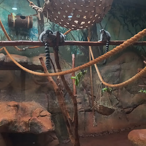 Ring tail lemur - São Paulo aquarium