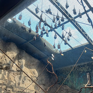 Large flying foxes colony - São Paulo aquarium