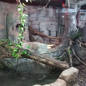 Burmese python exhibit - São Paulo aquarium