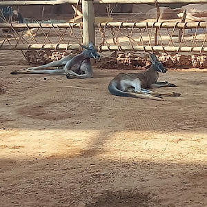 Male red kangaroo - São Paulo aquarium