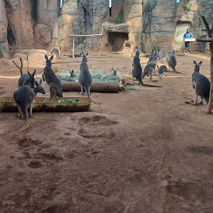 Female & Joeys red kangaroos - São Paulo aquarium