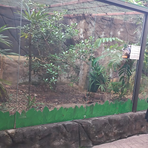 Asian water monitor exhibit - São Paulo aquarium
