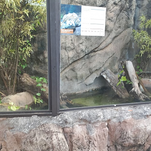 Snapping turtle exhibit - São Paulo aquarium
