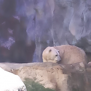Aurora - Polar Bear - São Paulo aquarium