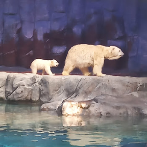 Aurora and Nur - São Paulo aquarium