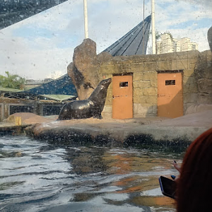 Brown fur seal - São Paulo aquarium