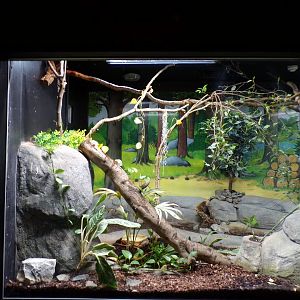 Jamaican boa enclosure 7.7.24