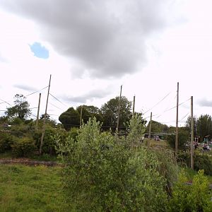 Gibbon forest island 7.7.24