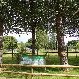 Emperor tamarin free roaming trees and zebra paddock 7.7.24