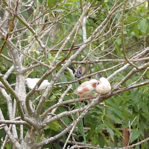 Bengalese finches 7.7.24