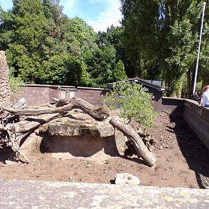 Meerkat enclosure 7.7.24