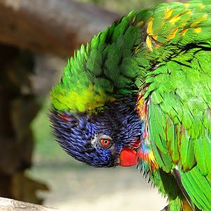 Rainbow lorikeet