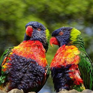 Rainbow lorikeets