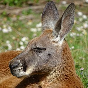 Red kangaroo