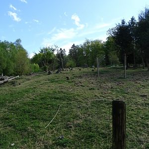 Geladas and Abyssinian ground hornbill exhibit
