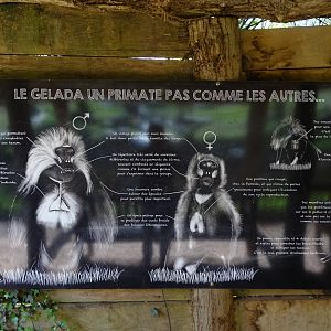 Gelada morphology sign