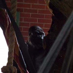 Western lowland gorilla silverback “Oumbi” 7.7.24