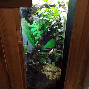 Madagascan hissing cockroach terrarium 7.7.24