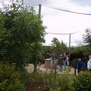 Walkthrough aviary housing Bengalese and Zebra finches 7.7.24