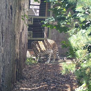 Amur leopard pacing 7.7.24