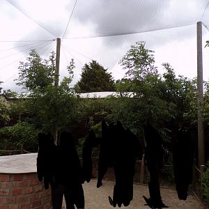 Walkthrough aviary housing Bengalese and Zebra finches 7.7.24