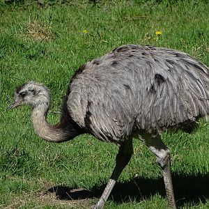 Greater rhea