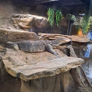 Elvis the Asian Water Monitor (4/19/25)