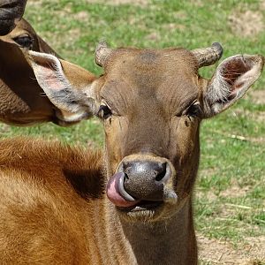 Javan banteng (Bos javanicus)