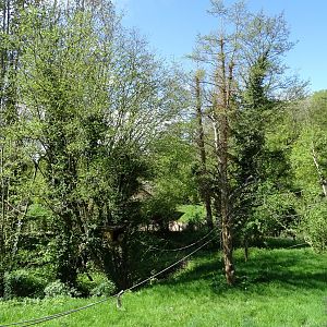Yellow-cheeked gibbon (Nomascus gabriellae) exhibit